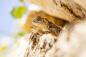 Phòng thí nghiệm nuôi cấy mô thực vật Rồng Xanh - RonX Lab tuyển sinh viên thực tập