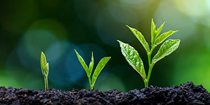 Sinh lý thực vật