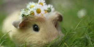 Sinh lý học - CNSH Động vật